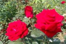 重庆玫瑰花爆料事件视频
