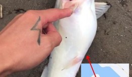 钓鱼人卷毛爆料视频下载,下载背后的故事